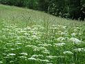 2011-06-13, Oelsen (39)